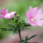 flowers name in punjabi
