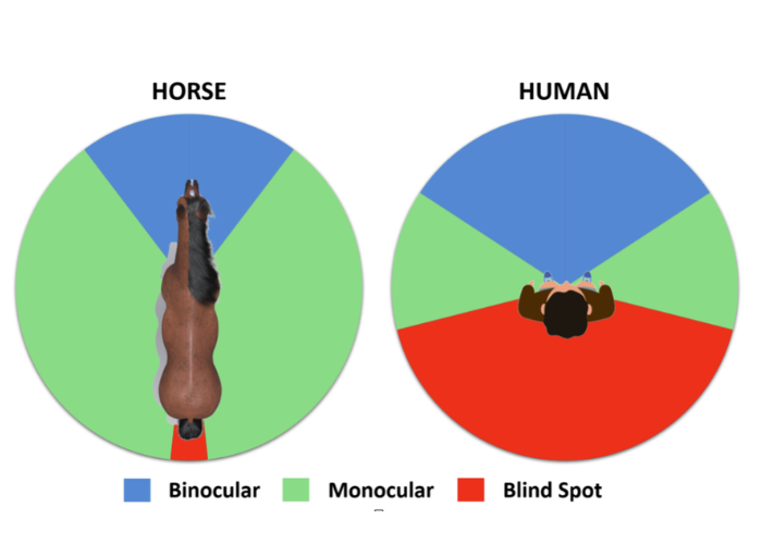 How Do Horses See? 12 Amazing Facts About Equine Vision