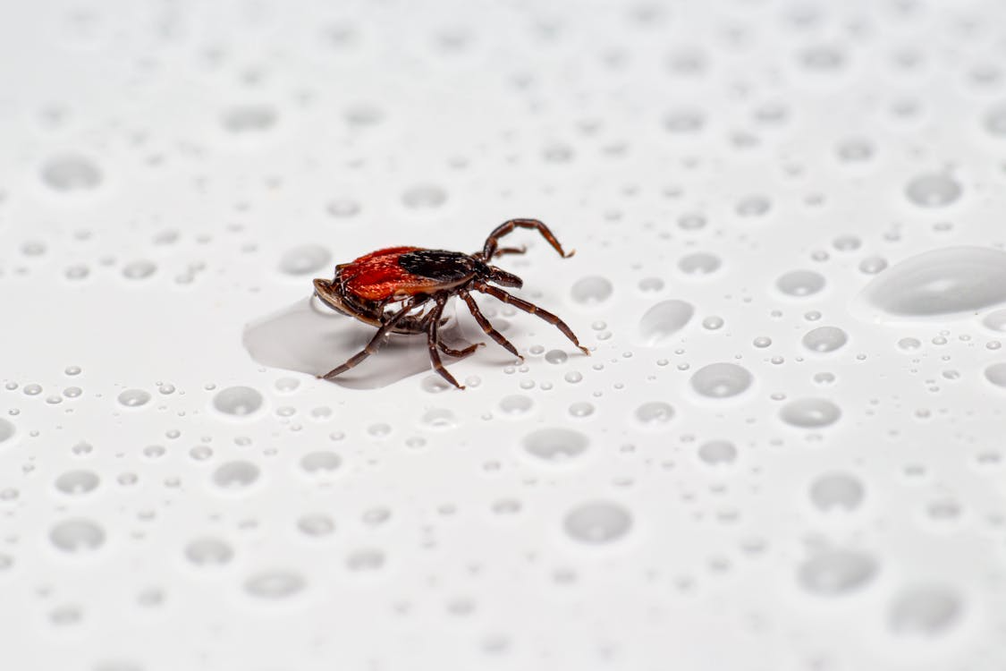 Dangers of DIY Pest Control Products
