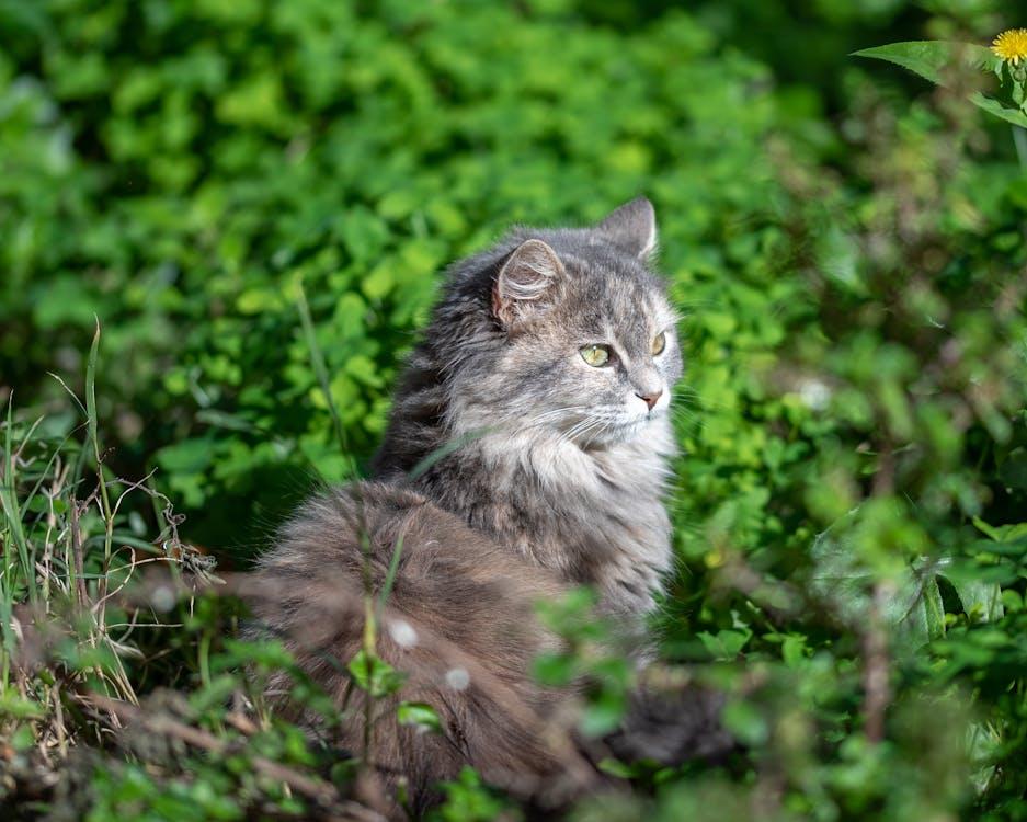 Δωρεάν στοκ φωτογραφιών με cat, maine coon, άγρια φύση Φωτογραφία από στοκ φωτογραφιών