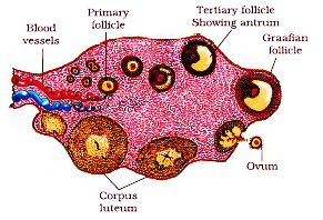 NCERT solutions class 12 Biology chapter 3 -5