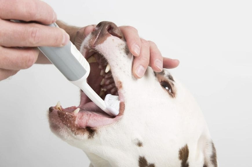 How to Brush a Dog's Teeth