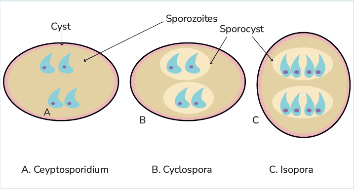 Difference between Cryptosporidium, Cyclospora and Isospora