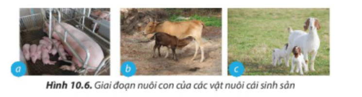 BÀI 10. KĨ THUẬT NUÔI DƯỠNG VÀ CHĂM SÓC VẬT NUÔI1. Vai trò của việc nuôi dưỡng, chăm sóc và phòng, trị bệnh cho vật nuôiCâu 1: Quan sát hình 10.1 và nêu những yếu tố ảnh hưởng đến sự phát triển của vật nuôi.Đáp án chuẩn:- Quá trình chọn con giống- Quá trình nuôi dưỡng- Quá trình chăm sóc- Quá trình phòng và trị bệnhCâu 2: Hãy liệt kê những công việc cần làm để nuôi dưỡng và chăm sóc vật nuôi.Đáp án chuẩn:- Chuẩn bị chuồng trại một cách tốt nhất, chọn nơi đủ mát, đủ ấm, đủ ánh sáng để làm chuồng- Nuôi vật nuôi mẹ tốt để có nhiều sữa chất lượng tốt cho đàn con.- Tiêm thuốc phòng các bệnh theo đúng từng giai đoạn- Cho vật nuôi vận động và tiếp xúc với nhiều ánh sáng.- Giữ vệ sinh, phòng bệnh cho vật nuôi.- Cần phải cho vật nuôi vận động, tắm chải thường xuyên, kiểm tra thể trọng và tinh dịch.Câu 3. Theo em, vì sao tiêm vaccine lại giúp vật nuôi phòng ngừa được bệnh dịch?Đáp án chuẩn:Tiêm vaccine giúp vật nuôi phòng ngừa bệnh dịch bằng cách kích thích hệ thống miễn dịch tạo miễn dịch đặc hiệu chủ động, tăng sức đề kháng và loại bỏ mầm mống vi sinh vật gây bệnh.2. Chăn nuôi vật nuôi2.1 Chăn nuôi vật nuôi nona. Một số đặc điểm sinh lí cơ thể của vật nuôi nonCâu 4: Hãy nêu các đặc điểm cơ thể của vật nuôi non mà biết trong từng trường hợp được minh họa ở hình 10.2Đáp án chuẩn:- Hình 10.2a: Lợn con: Bộ máy tiêu hóa của lợn con phát triển nhanh nhưng chưa hoàn thiện về chức năng, khả năng tiêu hóa của lợn con rất hạn chế.- Hình 10.2b: Gà con: thân nhiệt chưa ổn định, khả năng điều tiết thân nhiệt kém. - Hình 10.2c: Bê (Bò con): sức đề kháng còn yếu, hệ tiêu hóa chưa hoàn chỉnh. Câu 5: Đặc điểm cơ thể ảnh hưởng đến quá trình sinh trưởng của vật nuôi non như thế nào?Đáp án chuẩn:- Sự điều tiết thân nhiệt chưa hoàn chỉnh: Cần giữ ấm để tránh cơ thể yếu và chậm phát triển.- Chức năng tiêu hóa chưa hoàn chỉnh: Cần chọn thức ăn dễ tiêu hóa cho con non.- Hệ miễn dịch chưa phát triển, sức đề kháng kém: Con non dễ mắc bệnh hơn vật nuôi trưởng thành.b. Nuôi dưỡng, chăm sóc vật nuôi conCâu 6: Nêu tác dụng của các công việc nuôi dưỡng và chăm sóc vật nuôi non được minh họa trong mỗi trường hợp ở Hình 10.3Đáp án chuẩn:- Hình 10.3a: Sưởi ấm để tránh nhiễm lạnh và bệnh về hô hấp, tiêu hóa cho vật nuôi non.- Hình 10.3b: Cho bú sữa đầu đủ dinh dưỡng và kháng thể để cơ thể vật nuôi non chống lại bệnh tật.- Hình 10.3c: Tập cho ăn sớm để cung cấp dinh dưỡng và phát triển hệ tiêu hóa cho vật nuôi non.- Hình 10.3d: Vận động và tiếp xúc với nắng sớm để cơ thể vật nuôi non khỏe mạnh và trao đổi chất tốt.- Hình 10.3e: Giữ chuồng sạch, khô ráo; tiêm vaccine phòng bệnh và đảm bảo vệ sinh cho vật nuôi non.- Hình 10.3f: Theo dõi thường xuyên, phát hiện và điều trị bệnh kịp thời; cách li vật nuôi non nếu nhiễm bệnh để ngăn chặn lây lan.2.2. Chăn nuôi vật nuôi đực giốnga. Yêu cầu đối với vật nuôi đực giốngCâu 7: Vật nuôi đực giống có vai trò gì trong sự phát triển của đàn?Đáp án chuẩn:Nhằm đạt khả năng phối giống cao và cho con giống tốt cho vật nuôi đời sau Câu 8: Các vật nuôi đực giống trong Hình 10.4 có đặc điểm cơ thể như thế nào?Đáp án chuẩn:- Hình 10.4a: Hình thể chắc khỏe, thân dài, lưng thẳng, tai to và u vai phát triển.- Hình 10.4b: Thân lông màu trắng tuyền, đầu nhỏ, tai to dài rủ xuống, mõm thẳng.- Hình 10.4c: Ngoại hình to, khỏe, lượng sữa dê khá. Con dê đực có đầu ngắn và rộng, tai to cân đối, cổ to, ngực nở, bốn chân cứng cáp, khả năng phối giống tốt.b. Nuôi dưỡng, chăm sóc vật nuôi đực giống2.3. Chăn nuôi vật nuôi cái sinh sảna. Yêu cầu đối với vật nuôi cái sinh sảnCâu 9: Cơ thể vật nuôi thay đổi như thế nào khi mang thai (Hình 10.5)?Đáp án chuẩn:- Hình 10.5a: Lợn cái mang thai: Tựa vú to lớn, bụng phát triển, không có biểu hiện động dục lại sau 21 ngày kể từ phối.- Hình 10.5b: Bò cái mang thai: Bầu vú căng, sần khi chạm, núm vú nhỏ gọn, sữa non đục trắng khi nặn thử.- Hình 10.5c: Dê cái sau lên giống: Theo dõi chu kỳ động dục tiếp theo sau 21 ngày, nếu không có biểu hiện động dục, có thể dê đã mang thai. Dê tăng cân, lông mềm, không để quá béo.Câu 10: Hãy nêu nhiệm vụ của các vật nuôi cái sinh sản ở giai đoạn nuôi con  (Hình 10.6).Đáp án chuẩn:- Hình 10.6a: Giữ ấm cho lợn con, cho lợn con bú- Hình 10.6b: Cho bê con bú sữa đầu, hướng dẫn con một số kỹ năng sống, tách bê con khỏi mẹ để rèn luyện khả năng tự lập.- Hình 10.6c: Cho dê con bú sữa đầu, tách dê con khỏi mẹ để rèn luyện khả năng tự lập.Câu 11: Chăm sóc vật nuôi cái sinh sản có tác động thế nào đến đàn vật nuôi con?Đáp án chuẩn:Ảnh hưởng đến sức khỏe cúa mẹ và con non trong bụng và chất lượng của đàn vật nuôi con.Câu 12: Theo em, cần làm gì để phòng và điều trị bệnh thông thường do kí sinh trùng như giun, sán, ve... gây ra cho vật nuôi?Đáp án chuẩn:- Vệ sinh chuồng nuôi sạch sẽ, đảm bảo khô ráo và thoáng mát.- Tiêm vaccine định kỳ cho vật nuôi.- Theo dõi và chăm sóc thường xuyên để phát hiện và điều trị bệnh kịp thời.3. Vệ sinh trong chăn nuôi3.1. Vệ sinh môi trường sống của vật nuôiCâu 13: Hãy quan sát hình 10.7 và nêu những yếu tố ảnh hưởng đến vệ sinh môi trường sống của vật nuôi.Đáp án chuẩn:- Nhiệt độ, độ ẩm, ánh sáng, không khí chuồng trại- Hướng chuồng, kiểu chuồng, xử lí chất thải, vị trí chuồng- Thức ăn và nước uống.Câu 14: Chất thải và rác thải trong chăn nuôi ảnh hưởng đến môi trường và sức khỏe của con người như thế nào?Đáp án chuẩn:- Gây ô nhiễm môi trường và là môi trường sinh sống của nhiều loại côn trùng gây nguy hiểm như ruồi, muỗi, gián và các mầm mống bệnh lý.- Ảnh hưởng trực tiếp đến sức khỏe con người, làm giảm sức đề kháng và tăng nguy cơ mắc bệnh. - Sản phẩm thịt và các sản phẩm từ vật nuôi không đảm bảo an toàn vệ sinh tuyệt đối.Luyện tậpCâu 1. Vì sao chăm sóc, phòng và trị bệnh cho vật nuôi lại ảnh hưởng đến năng suất, chất lượng sản phẩm chăn nuôi?Đáp án chuẩn:Chăm sóc, phòng và điều trị bệnh kém có thể làm giảm sức đề kháng và sức khỏe của vật nuôi, gây ảnh hưởng đến năng suất và chất lượng sản phẩm chăn nuôi. Câu 2. Trình bày biện pháp nuôi dưỡng, chăm sóc cho các vật nuôi được minh họa trong Hình 10.8Đáp án chuẩn:Hình 10.8a: Cho vật nuôi con vận động để tăng cường sức khỏe, tiếp xúc nhiều với nắng sớm để cơ thể khỏe mạnh và trao đổi chất tốt.Hình 10.8b: Giữ vệ sinh chuồng sạch sẽ, khô ráo tạo điều kiện tốt nhất cho vật nuôi sinh hoạtHình 10.8c: Cho bú sữa đầu có đủ chất dinh dưỡng, nhiều kháng thể giúp cho cơ thể vật nuôi non chống lại bệnh tật.Câu 3. Cách chăm sóc vật nuôi đực giống khác với vật nuôi cái sinh sản như thế nào?Đáp án chuẩn:- Chăm sóc và nuôi dưỡng vật nuôi cái trong giai đoạn mang thai và nuôi con quyết định đến chất lượng đàn con.- Chăm sóc đúng cách vật nuôi đực giống để tăng khả năng giao phối và cải thiện chất lượng đàn con.Vận dụng