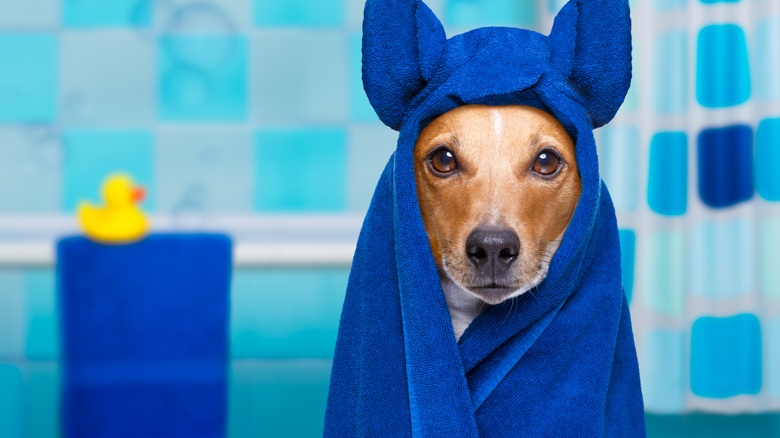 blueberry dog facial