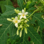 40 Flowers name in English and Marathi