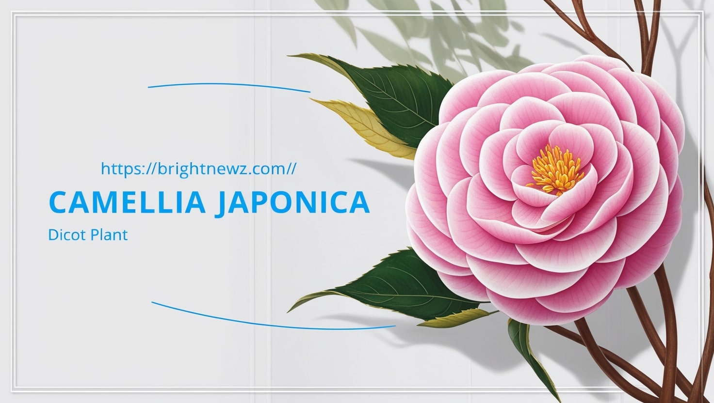 Is Camellia Japonica A Monocot Or Dicot 