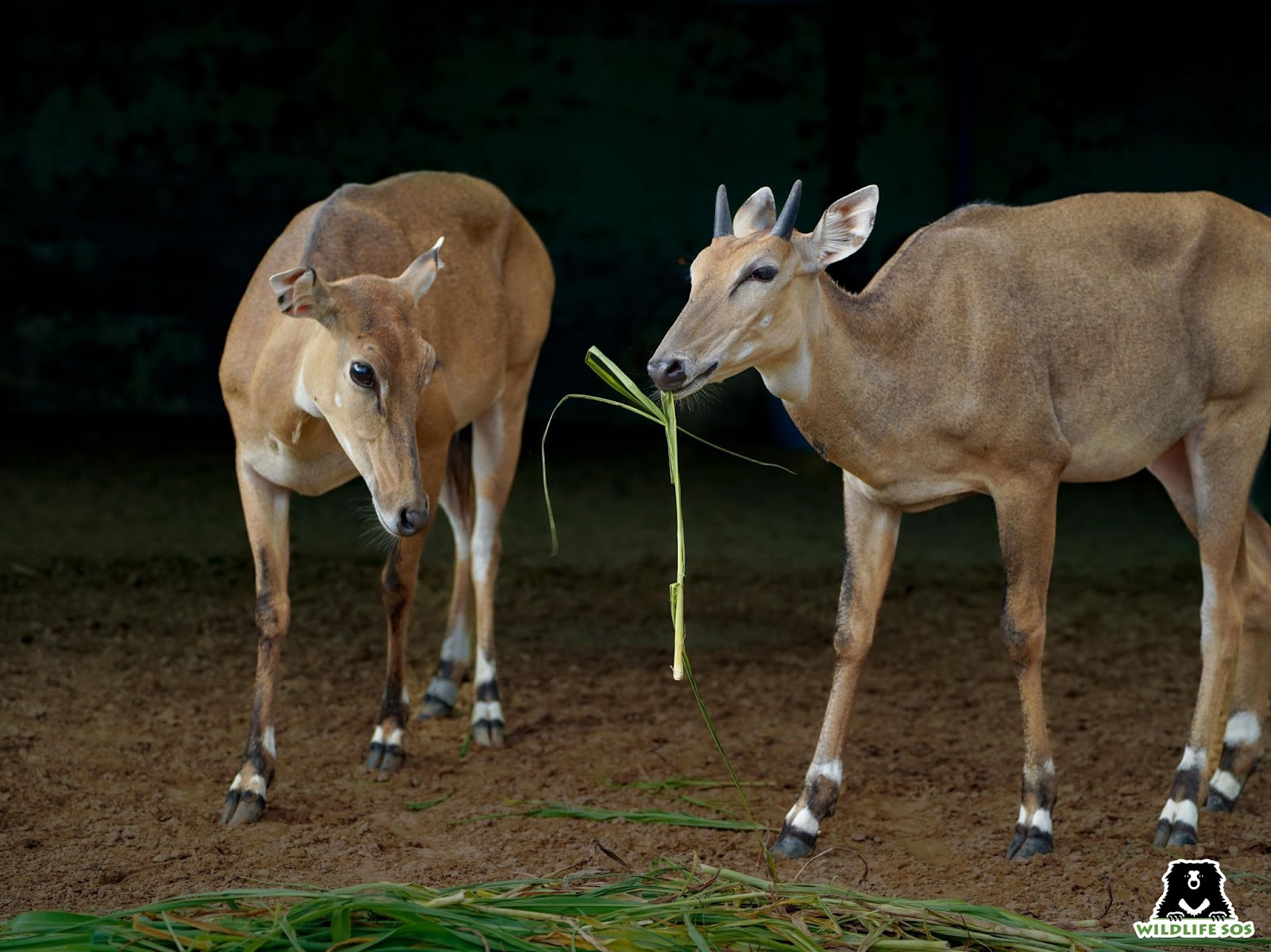 Rescued antelope being treated at the centre