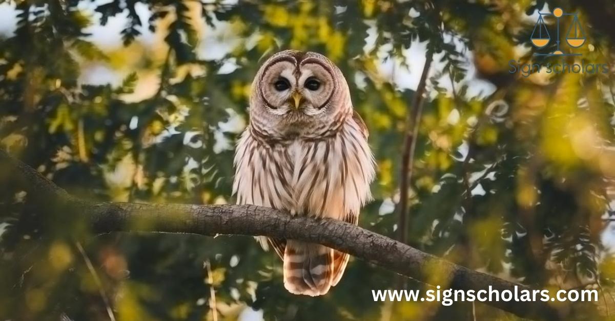 Barred Owl Encounters: Deciphering Nature's Messages