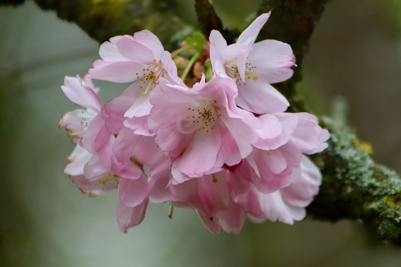 Understanding Autumn Cherry Trees