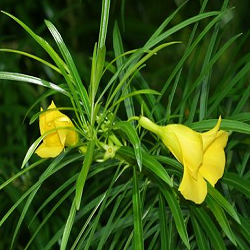 Yellow Oleander Flower