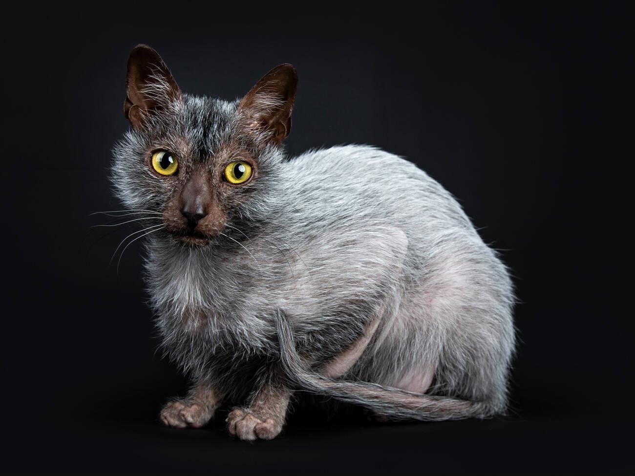 Lykoi: The Werewolf Cat