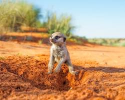 Image of Meerkat digging