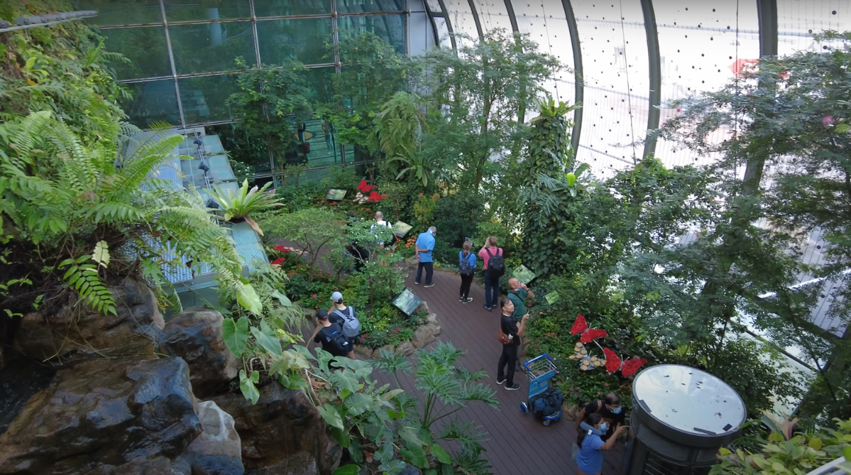 Butterfly Garden