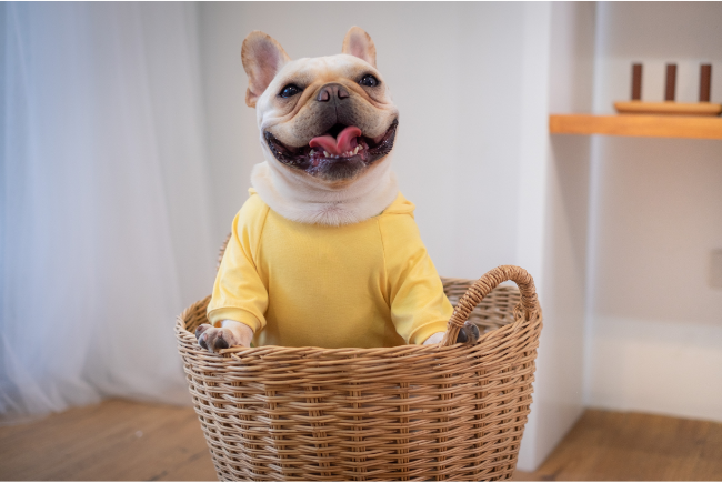 Dog wearing clothes