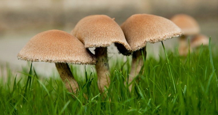 How To Prevent Mushrooms From Growing In Your Garden