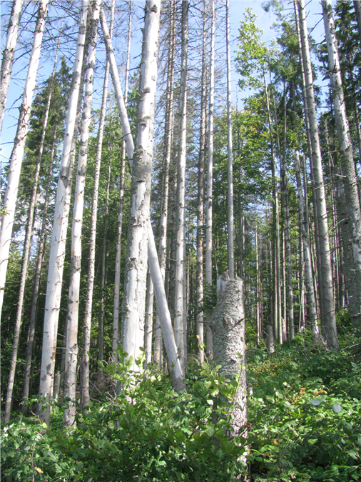 A group of tall trees in a forestDescription automatically generated