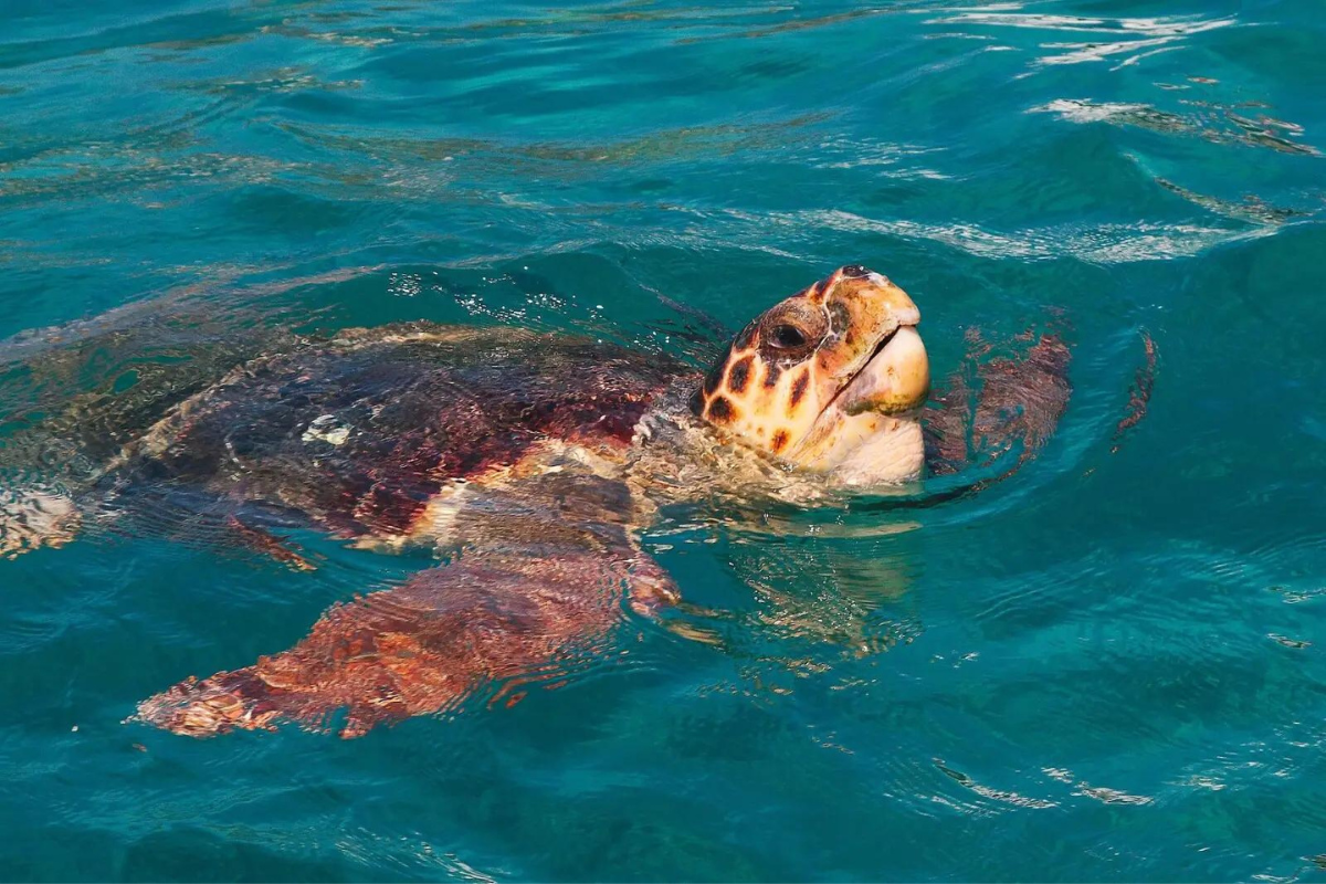 There is tortoise in clean and clear water