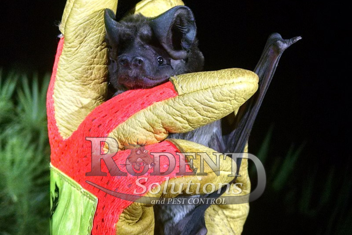 Bats in my house