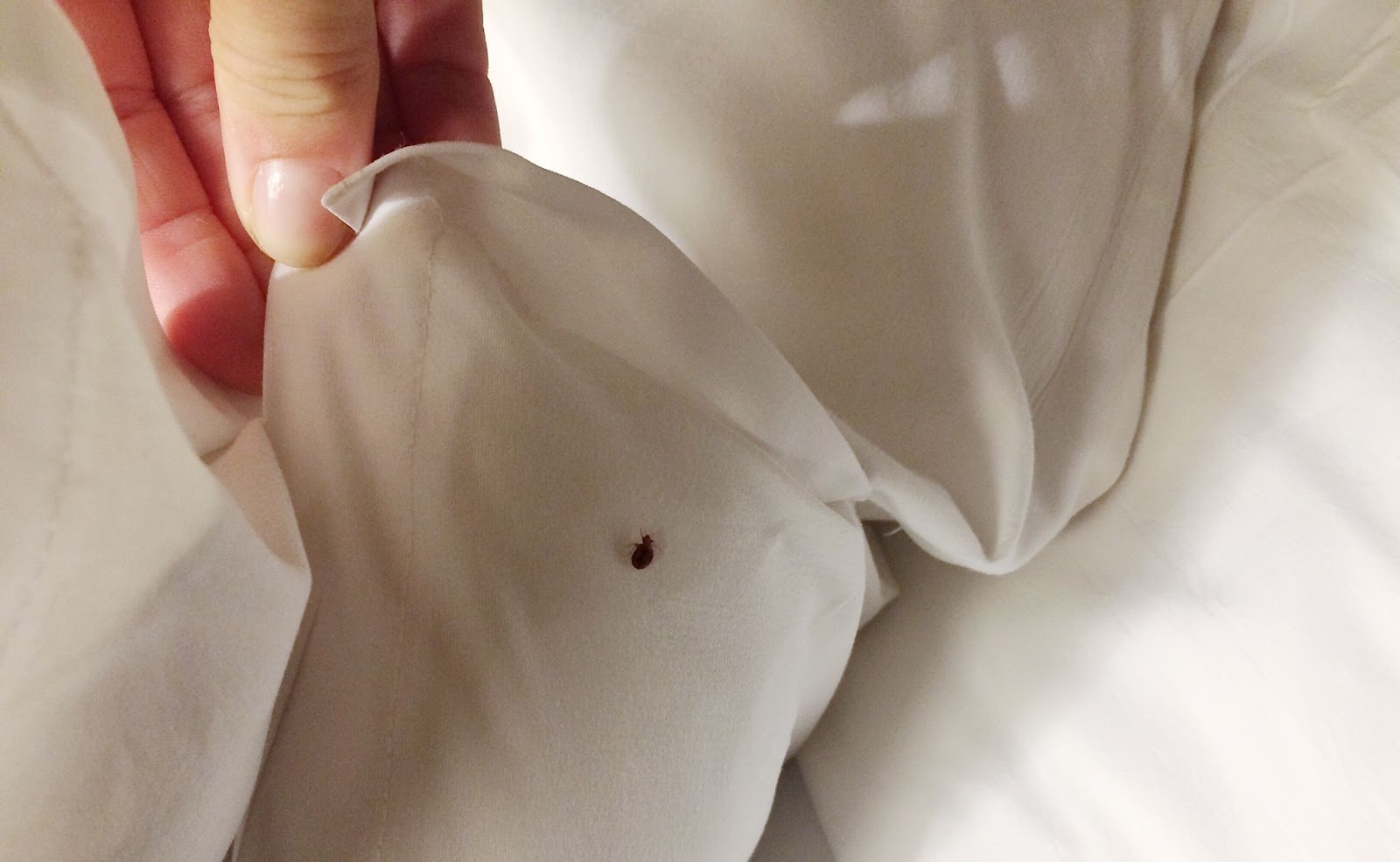 Adult bed bug found crawling on white sheets