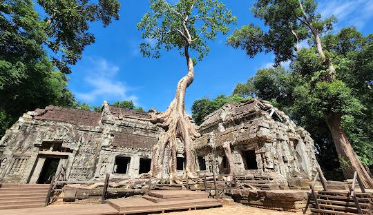 A tree growing from a buildingDescription automatically generated