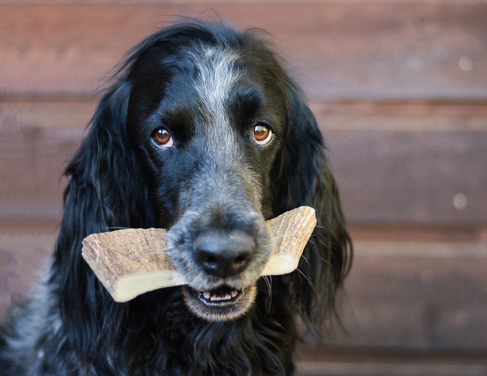 a shaggy black and white dog with an extra large moose paddle antler chew for dogs in its mouth