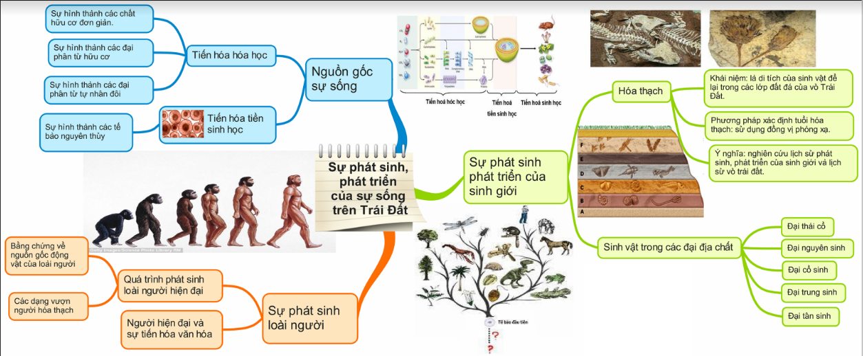 BÀI 19. SỰ PHÁT SINH, PHÁT TRIỂN SỰ SỐNG TRÊN TRÁI ĐẤT VÀ HÌNH THÀNH LOÀI NGƯỜI