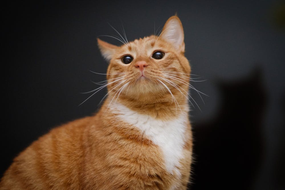 Orange and White Tabby Cat