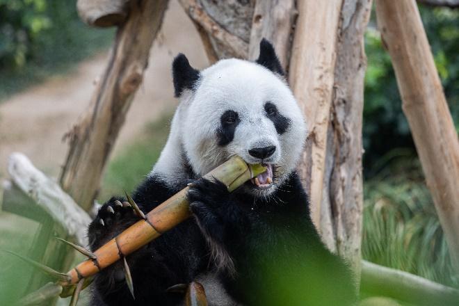 生活-海洋公園-動物保育-大熊貓