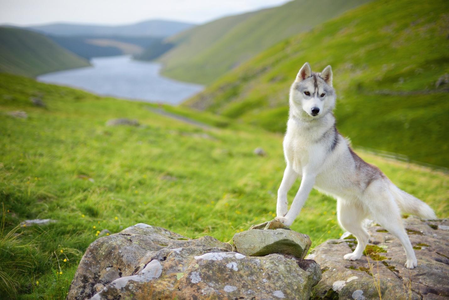 A dog standing on a rock

Description automatically generated