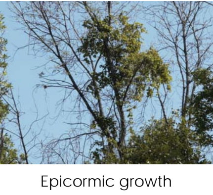 A view of the top of a tree with epicormic growth