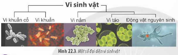 BÀI 22 - KHÁI QUÁT VỀ VI SINH VẬTMỞ ĐẦUCâu 1: Vì sao khi để trái cây, sữa, cơm trong môi trường nóng ẩm thì dễ bị hư, thối? Vì sao chúng ta nên vệ sinh sạch đồ dùng đựng trái cây, sữa, cơm?Đáp án chuẩn:* Để trái cây, sữa, cơm trong môi trường nóng ẩm thì dễ bị hư, thối vì môi trường nóng ẩm là môi trường thích hợp cho các vi sinh vật gây hư, thối thực phẩm phát triển.* Để tránh sự hư hỏng và thối của trái cây, sữa, và cơm trong môi trường nóng ẩm, cần:- Vệ sinh sạch các đồ dùng để chứa trái cây, sữa, cam để ngăn chặn vi sinh vật gây hư, thối phát triển.- Đảm bảo vệ sinh sạch sẽ để ngăn ngừa sự lan truyền của vi sinh vật từ bề mặt đồ dùng sang thực phẩm, gây hư hỏng và thối.I. KHÁI NIỆM VÀ ĐẶC ĐIỂM CỦA VI SINH VẬTCâu 1: Vi sinh vật là sinh vật đơn bào hay đa bào?Đáp án chuẩn:Đơn bàoCâu 2: Quan sát hình 22.2 và cho biết vi sinh vật có kích thước như thế nào?Đáp án chuẩn:- Nhỏ, thường được quan sát bằng kính hiển vi.Luyện tập: Hãy cho biết những đặc điểm của vi sinh vật.Đáp án chuẩn:Vi sinh vật nhỏ, chỉ quan sát được dưới kính hiển vi, sinh sống ở mọi nơi, sinh trưởng và sinh sản nhanh. Phần lớn là đơn bào, một số tổ chức thành tập đoàn đơn bào.II. CÁC NHÓM SINH VẬTCâu 3: Halobacteria, trùng Amip. Escherichia coli, Clorella là những vi sinh vật thuộc nhóm nào trong Hình 22.3?Đáp án chuẩn:- Nhóm vi khuẩn.III. CÁC KIỂU DINH DƯỠNG CỦA VI SINH VẬTCâu 4: Hãy sắp xếp các loài sinh vật trong Hình 22.4 vào các kiểu dinh dưỡng cho phù hợp.Đáp án chuẩn:Quang tự dưỡng: Trùng roi xanh, tảo lục, vi khuẩn lam, tảo lam xoắn, tập đoàn Volvox.Hóa dị dưỡng: Nấm men, nấm mốc trên quả cam.Câu 5: Hãy cho biết vi sinh vật quang tự dưỡng và quang dị dưỡng sử dụng nguồn nguyên liệu nào cho sinh trưởng và phát triển.Đáp án chuẩn:Nguồn nguyên liệu của vi khuẩn:Quang tự dưỡng: CO2.Quang dị dưỡng: các chất hữu cơ.Luyện tập:Hãy lập bảng so sánh các kiểu dinh dưỡng khác nhau ở sinh vật.Ở mỗi hình thức dinh dưỡng, hãy tìm các vi sinh vật điển hình làm ví dụ minh họa.Đáp án chuẩn:Vi sinh vật được phân thành 4 loại dinh dưỡng:- Quang tự dưỡng: Sử dụng ánh sáng và CO2 làm nguồn năng lượng và dinh dưỡng. Ví dụ: vi khuẩn lam, tảo đơn bào.- Quang dị dưỡng: Sử dụng ánh sáng và chất hữu cơ làm nguồn năng lượng và dinh dưỡng. Ví dụ: một số vi khuẩn không chứa lưu huỳnh.- Hóa tự dưỡng: Sử dụng chất hóa học và CO2 làm nguồn năng lượng và dinh dưỡng. Ví dụ: vi khuẩn nitrat hóa, vi khuẩn oxy hóa.- Hóa dị dưỡng: Sử dụng chất hóa học và chất hữu cơ làm nguồn năng lượng và dinh dưỡng. Ví dụ: nấm, động vật nguyên sinh, một số vi khuẩn không phải quang hợp.IV. MỘT SỐ PHƯƠNG PHÁP NGHIÊN CỨU VI SINH VẬTCâu 6: Hãy cho biết các phương pháp nghiên cứu vi sinh vật thường thấy trong phòng thí nghiệm.Đáp án chuẩn:Phương pháp quan sát bằng kính hiển vi.Phương pháp nuôi cấy.Phương pháp phân lập vi sinh vật.Phương pháp định danh vi khuẩn.Luyện tập: Hãy tìm thêm các ví dụ về một số loại vi sinh vật cho các mục tiêu nghiên cứu sinh vật như : Kích thước của các nhóm vi sinh vật cầu khuẩn, phẩy khuẩn, trực khuẩn,...Khả năng hoạt động của vi sinh trong môi trường lỏng, đặc.Đáp án chuẩn:Một số ví dụ về vi sinh vật cho mục tiêu nghiên cứu:- Cầu khuẩn Thiomargarita namibiensis (đường kính khoảng 0,1 – 0,3 mm), một loại cầu khuẩn lớn nhất được biết đến.- Trực khuẩn Bacillus anthracis (chiều dài khoảng 3-5 µm), là nguyên nhân gây bệnh than.- Phẩy khuẩn Vibrio cholerae (chiều dài khoảng 2,7 – 3,5 µm), gây bệnh sốt rét.- Nấm mốc có khả năng hoạt động trong môi trường đặc và kị khí.- Các loại vi khuẩn trong sữa và sữa chua có khả năng hoạt động trong môi trường lỏng.Vận dụng: Kể tên và cho biết thêm một số phương pháp khác mà em tìm hiểu được.Đáp án chuẩn:Cấy chuyển, soi tươi, nhuộm gram,...BÀI TẬP