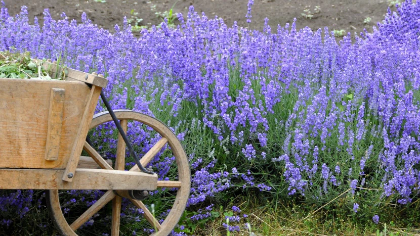 Lavender Plants Care Guide