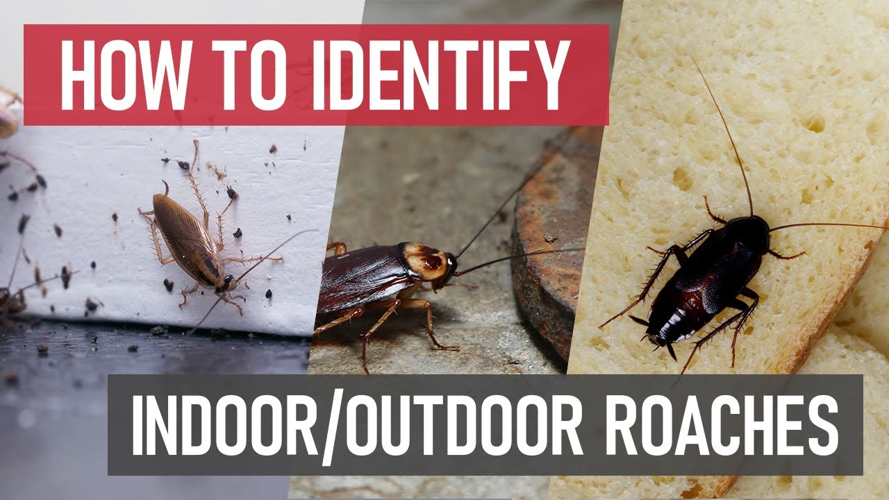 Wood Roach Infestation Signs