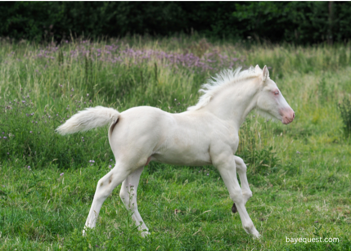 What is a Cremello Horse