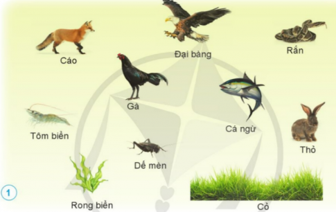 ÔN TẬP CHỦ ĐỀ SINH VẬT VÀ MÔI TRƯỜNG 