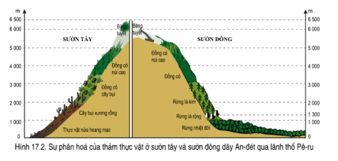 BÀI 17. ĐẶC ĐIỂM TỰ NHIÊN TRUNG VÀ NAM MỸSự phân hóa tự nhiênCâu 1: Đọc thông tin và quan sát hình 13.1, hãy trình bày sự phân hoá tự nhiên của Trung và Nam Mĩ theo chiều đông - tây.Đáp án chuẩn: - Phía đông: lượng mưa nhiều nên rừng rậm nhiệt đới phát triển.- Phía tây: mưa ít nên phát triển xa-van. Câu 2: Đọc thông tin và quan sát hình 17.1, hãy trình bày sự phân hóa tự nhiên của Trung và Nam Mĩ theo chiều bắc - nam. Đáp án chuẩn: Khí hậu: Từ xích đạo đến cận cực Nam, nóng ẩm giảm dần, ôn đới, cận cực và cực.Cảnh quan: Rừng nhiệt đới ẩm, rừng thưa, xavan, thảo nguyên, hoang mạc, tundra, băng hà.Địa hình: Dãy núi An-đes, đồng bằng Amazon, cao nguyên Brazil, sơn nguyên Guyana, đồng bằng La Plata.Nguyên nhân: Vị trí địa lý, dòng biển, địa hình.Câu 3: Đọc thông tin và quan sát hình 17.2, hãy cho biết thảm thực vật thay đổi như thế nào từ chân lên đỉnh núi ở phía tây và sườn đông dãy Andes. Đáp án chuẩn: - Phía tây An-đét : Thực vật nửa hoang mạc ở độ cao 0 – 1000m.- Phía đông An - đét : Rừng nhiệt đới ở độ cao 0 – 1000m.- Từ 3000m trở lên chủ yếu là đồng cỏ.Đặc điểm rừng nhiệt đới A-ma-dônCâu 1: Đọc thông tin và quan sát hình 17.3, cho biết đặc điểm của rừng nhiệt đới Amadon. Đáp án chuẩn: Là rừng nhiệt đới lớn nhất thế giới, cung cấp 20% khí ôxy và hấp thụ 10% khí cacbonic toàn cầu, với hệ sinh thái phong phú nhất.LUYỆN TẬPCâu 1: Hãy lập sơ đồ khái quát về sự phân hóa tự nhiên theo chiều bắc - nam, đông - tây và theo độ cao ở Trung và Nam Mỹ. Đáp án chuẩn: Đặc điểmPhân hóa theo chiều đông - tâyPhân hóa theo chiều bắc - namPhân hóa theo độ caoCảnh quanrừng rậm nhiệt đới, xa-van, sơn nguyên, đồi núi thấp xen các thung lũng. rừng phát triển rậm rạp, xương rồng và cây bụi, bán hoang mạc phát triểnCàng lên cao nhiệt độ và độ ẩm cũng thay đổi nên thiên nhiên cũng thay đổi theoVẬN DỤNG