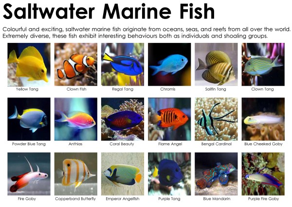 Which is Better Freshwater Or Saltwater Fish: Expert Comparison