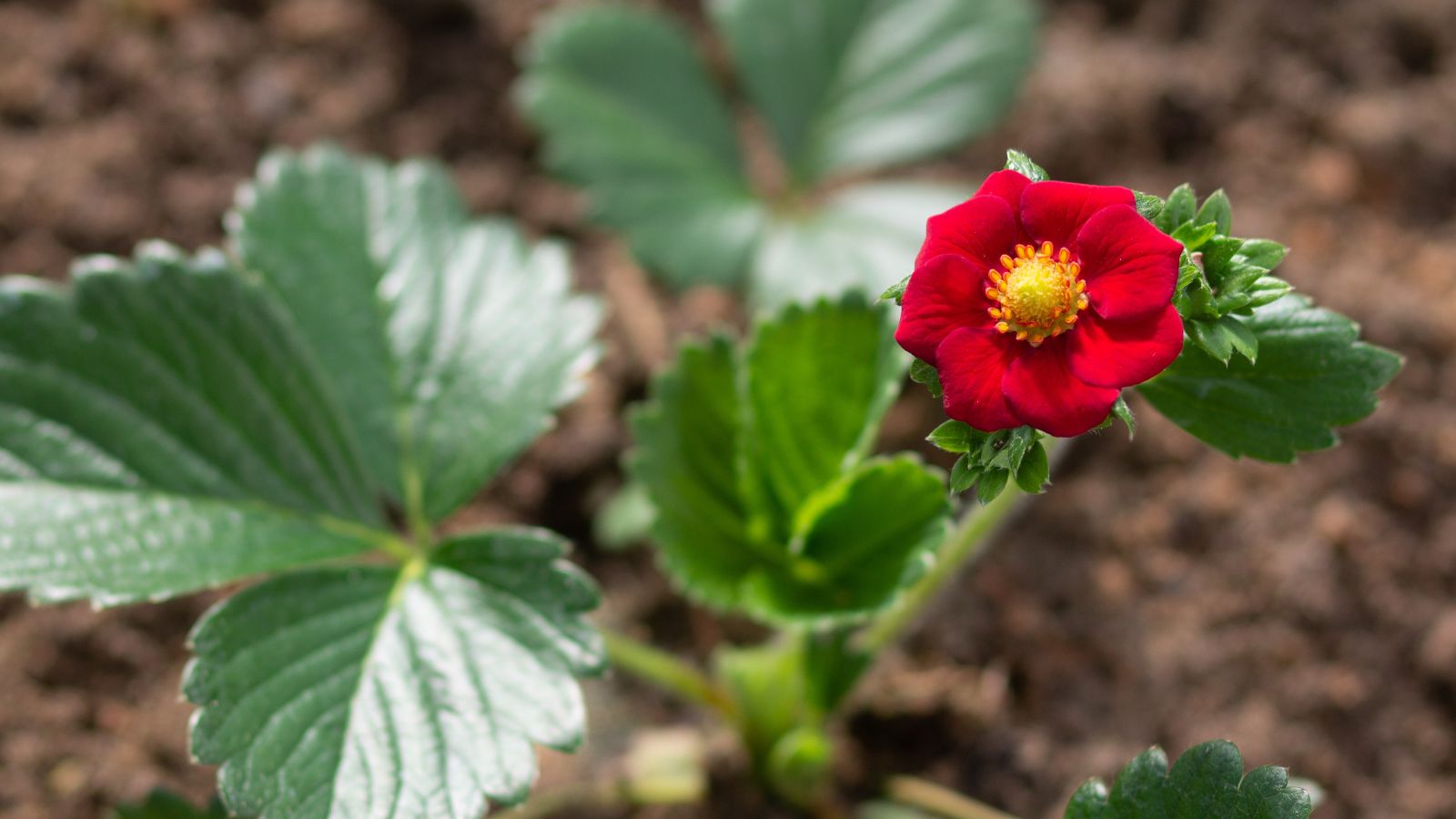 A close-up and overhead shot of a ruby-red colored bloom and green leaves of the ‘Ruby Ann’ variety of fruit-bearing plant