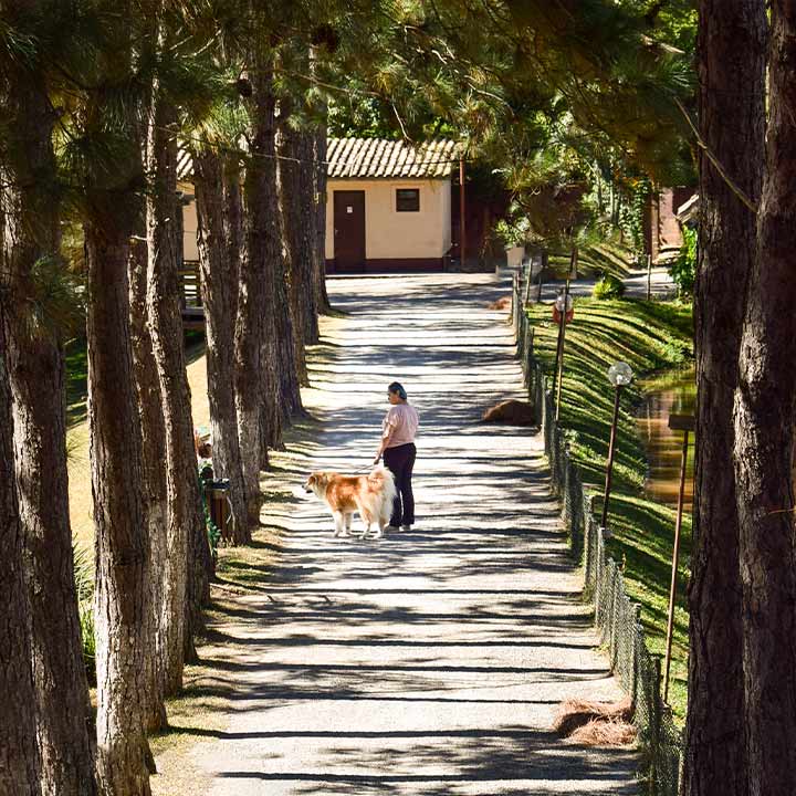 Caminho tranquilo cercado por árvores altas, com uma pessoa passeando com seu cachorro Golden Retriever em uma tarde ensolarada.