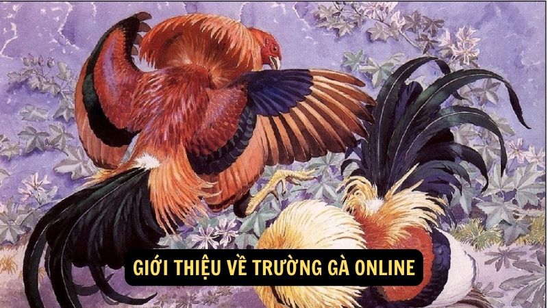 Giới thiệu về trường gà online