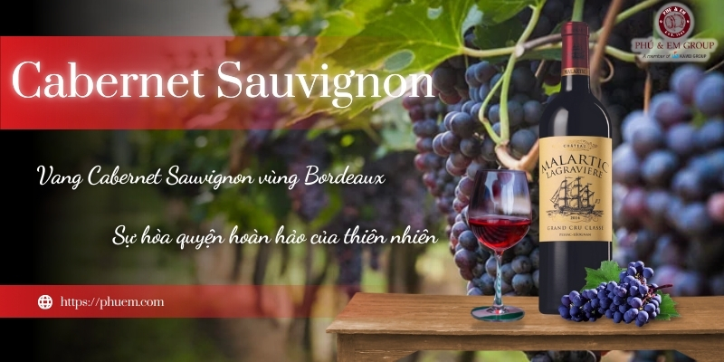 Tìm hiểu về rượu vang Cabernet Sauvignon nổi tiếng