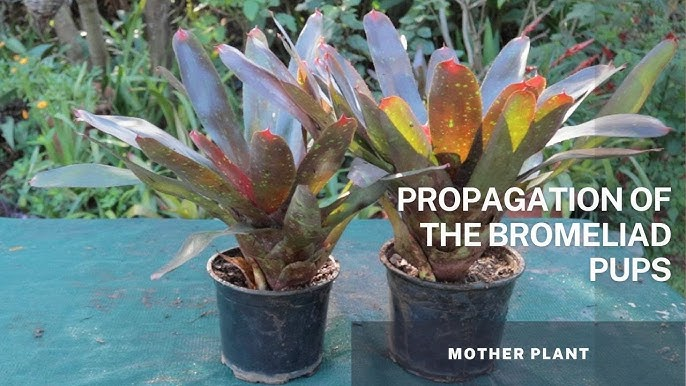 How to Propagate Bromeliad Plant