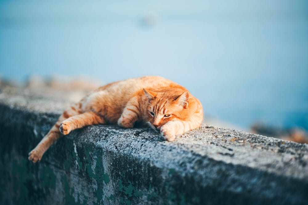 Selective Focus of a Golden Cat Lying Down on Concrete Barrier