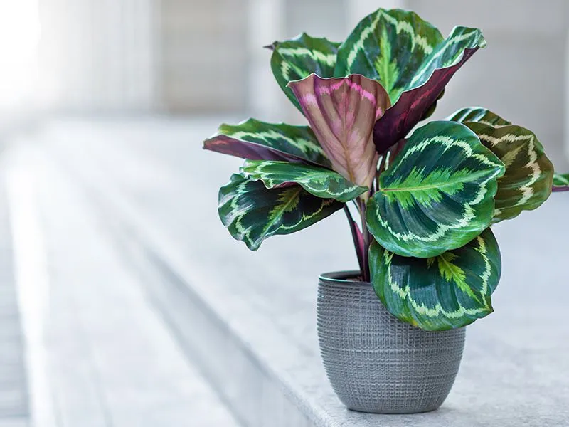 Calathea Plant