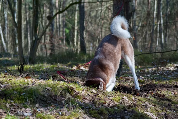 Brown and white dog with its head in a hole