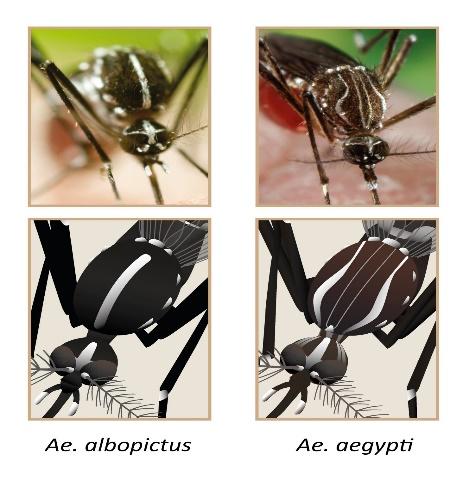 http://www.mosquitoalert.com/wp-content/uploads/Aedes_Layout2.jpg