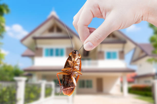 Best Time for Pest Control Services