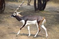 BlackBuck wild animal