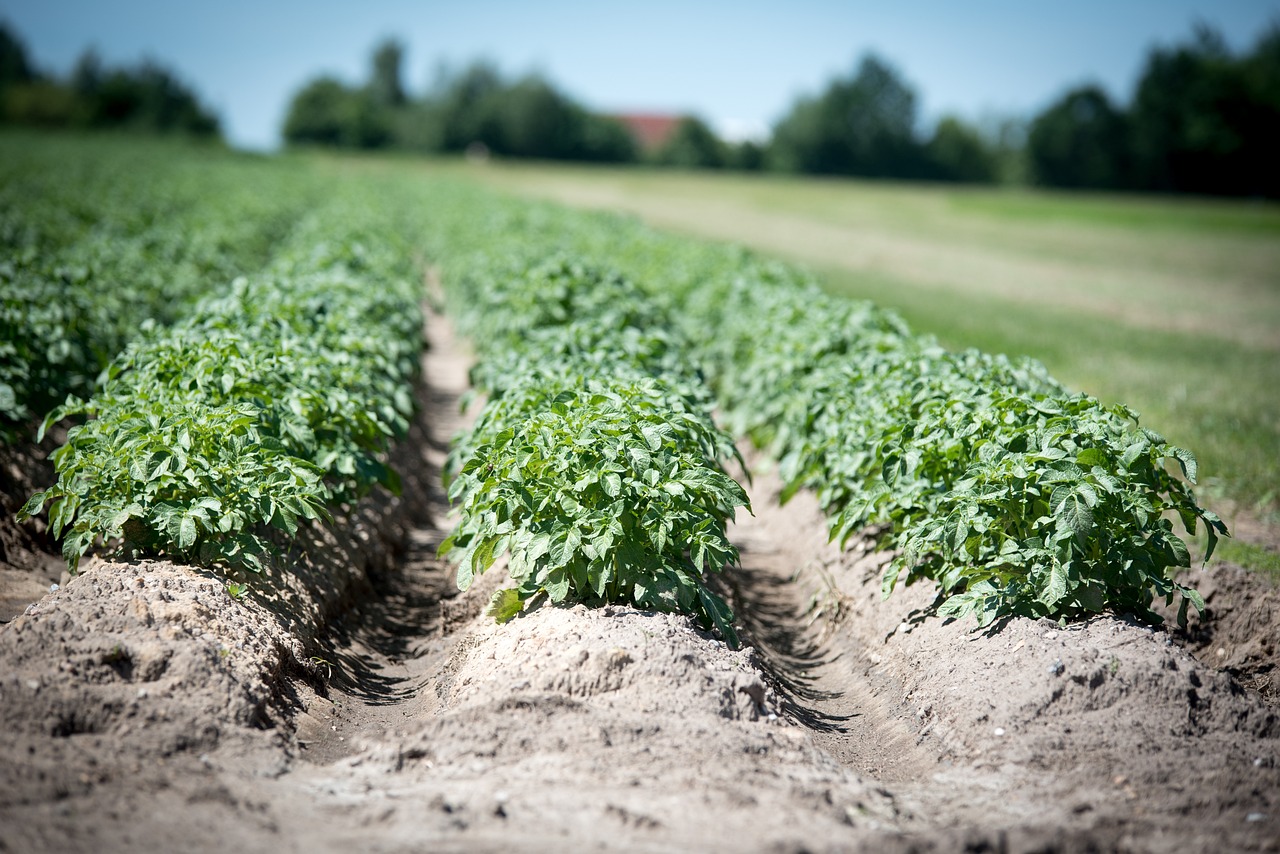 fall vegetable seeds for sale
